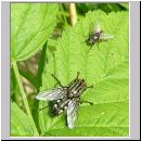 Sarcophaga carnaria - Fleischfliege 08.jpg